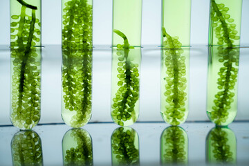 Grape Seaweed example in bio labbaratory.