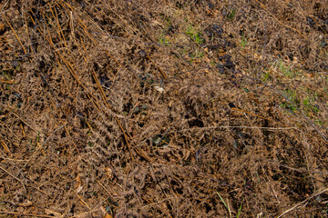 Brown dry fern leaves for background