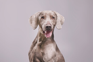 Weimaraner dog with purple background