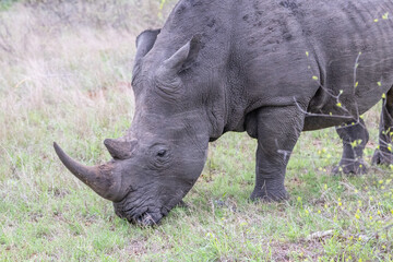 Fototapeta premium White Rhino grazing in South Africa