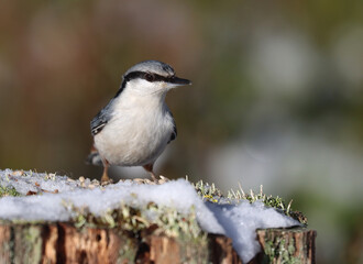 nuthatch