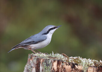nuthatch