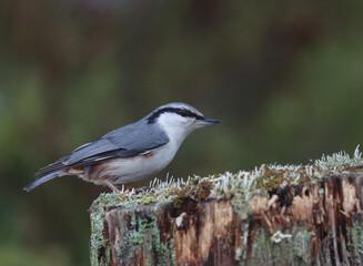 nuthatch
