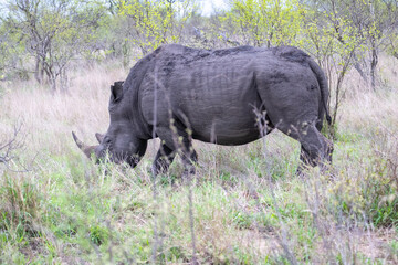 White Rhino grazing in South Africa