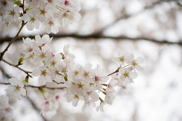 Obraz premium White Sakura Flowers on a Branch