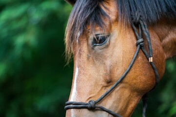 Head of a brown horse in closeup