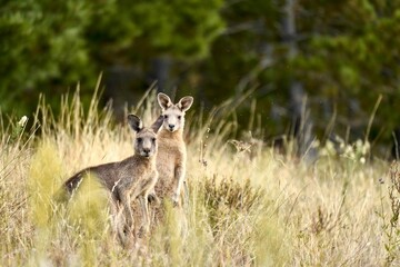 Couple of eastern gray kangaroos standing among long dry grass in the woods with blur background