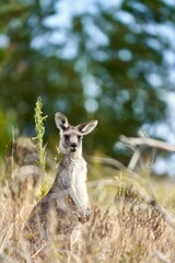 Vertical shot of an eastern gray kangaroo standing among long dry grass in the woods