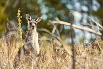 Shallow focus shot of an eastern gray kangaroo standing among long dry grass in the woods