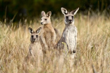 Selective focus shot of eastern gray kangaroo standing among long grass with blur background