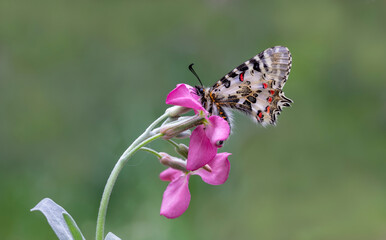 forest Fisto butterfly ; Zerynthia cerisyi
