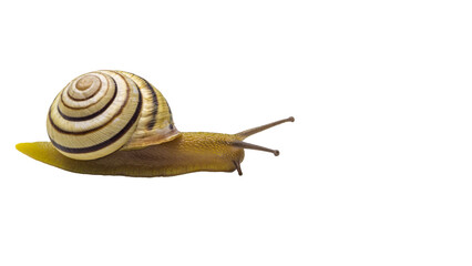 little snail isolated, transparent png, collection, cut out.