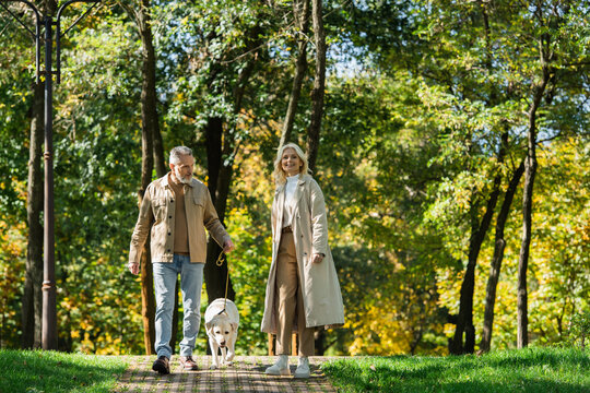 Cheerful and mature couple with labrador walking in green park.