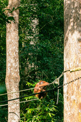 Orangutan in Borneo