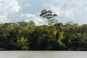 Kinabatangan river in Malaysia, Borneo