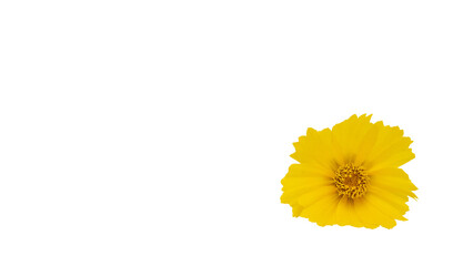 yellow flower isolated, transparent png, collection, cut out.