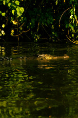 Crocodile in the Kinabatangan River, Malaysia Borneo