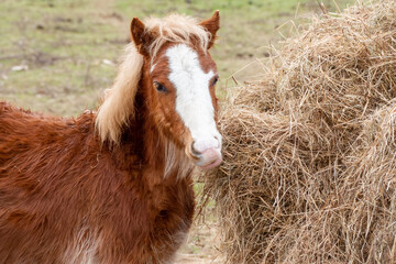 pretty small brown pony with white blaze standing next to a large pile of hay