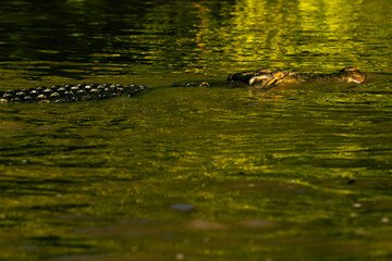 Crocodile in the Kinabatangan River, Malaysia Borneo