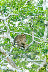 Naklejka na ściany i meble monkey on a tree