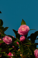 Pink Camelia Flowers