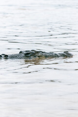 Crocodile in the Kinabatangan River, Malaysia Borneo