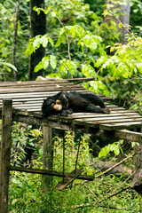Sunbear in Borneo