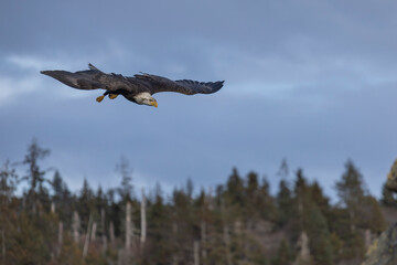 american bald eagle gliding in for a landing