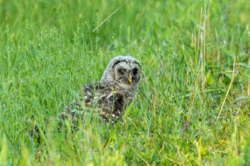 Fledgeling Barred owl in gress
