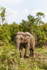 Fototapeta na wymiar Asian elephant in Cambodia