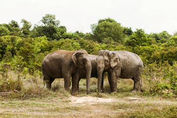 Fototapeta premium Asian elephant in Cambodia