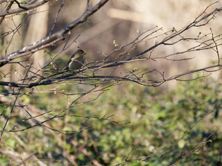 Great tit portrait in winter cute bird