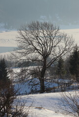 Snowy sunny field-trip