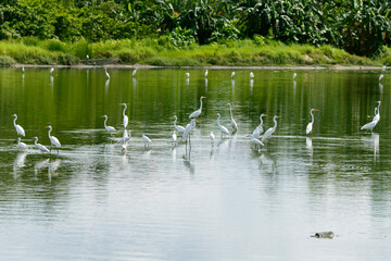 White egrets in Borneo