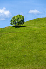 lonely tree in the field