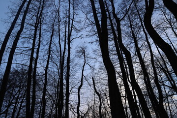 trees view from below.beautiful birch nature and sunset