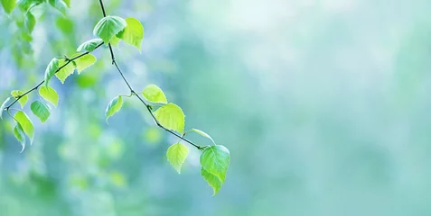 Foto op Plexiglas birch branches with yong green leaves on natural blurred abstract background. Spring or summer green background. template for design. banner. copy space © Ju_see