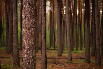 Fototapeta premium Dark pine forest