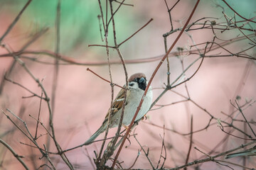 Beautiful city sparrow in spring park.