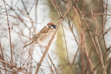 Beautiful city sparrow in spring park.