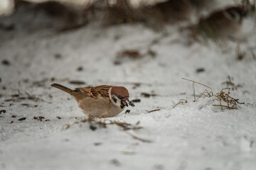 Beautiful city sparrow in spring park.