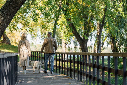 Back view of middle aged coupe walking with labrador on bridge in spring park.