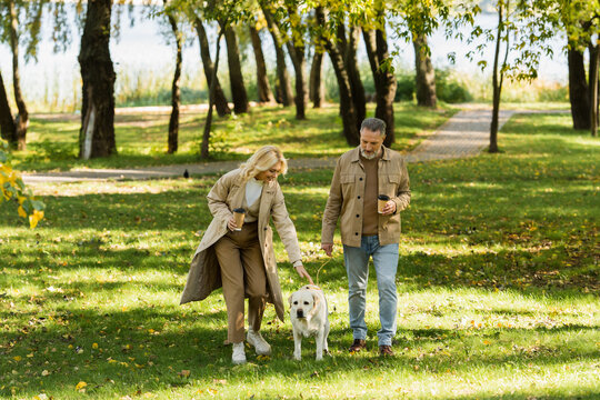 overjoyed middle aged couple holding coffee to go and walking out with labrador dog in park during springtime.