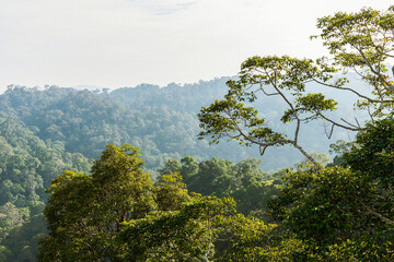 Borneo lowland rainforest