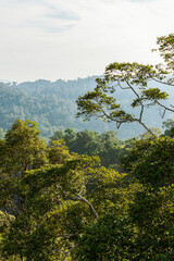 Fototapeta na wymiar Borneo lowland rainforest in Ulu Temburong national park, Brunei Darussalam