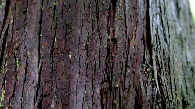 texture of bark wood use as natural background. High quality Dark dirty wet tree bark unrealistically cool chic dark background divorce bark black brown wet wood space for ad text smell of woody road