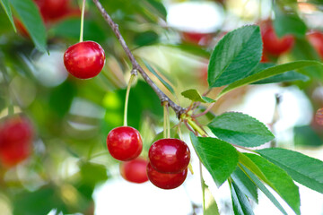 red ripe heart cherries hanging on the branch of a cherry tree, surrounded by green leaves and other cherries in the background