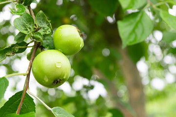Closeup of green apples on a branch in an orchard.