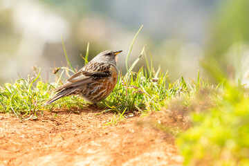 sparrow on a grass