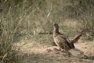 Female Pheasant near Al Qudra lakes, Al Marmoom conservation desert. Introduced specie